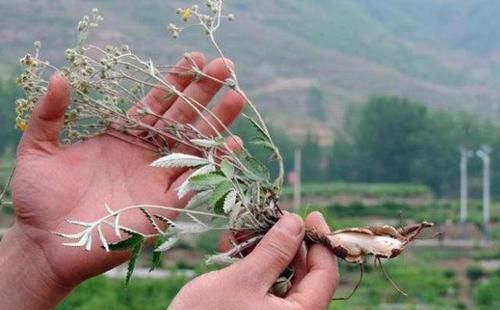 嫩茎叶是极品野菜，根酷似人参，价值也很高，却少有人知道