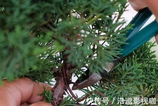 浇水|盆栽花草不能养成这3坏习惯!不然植物长不旺,花卉迟迟不开花