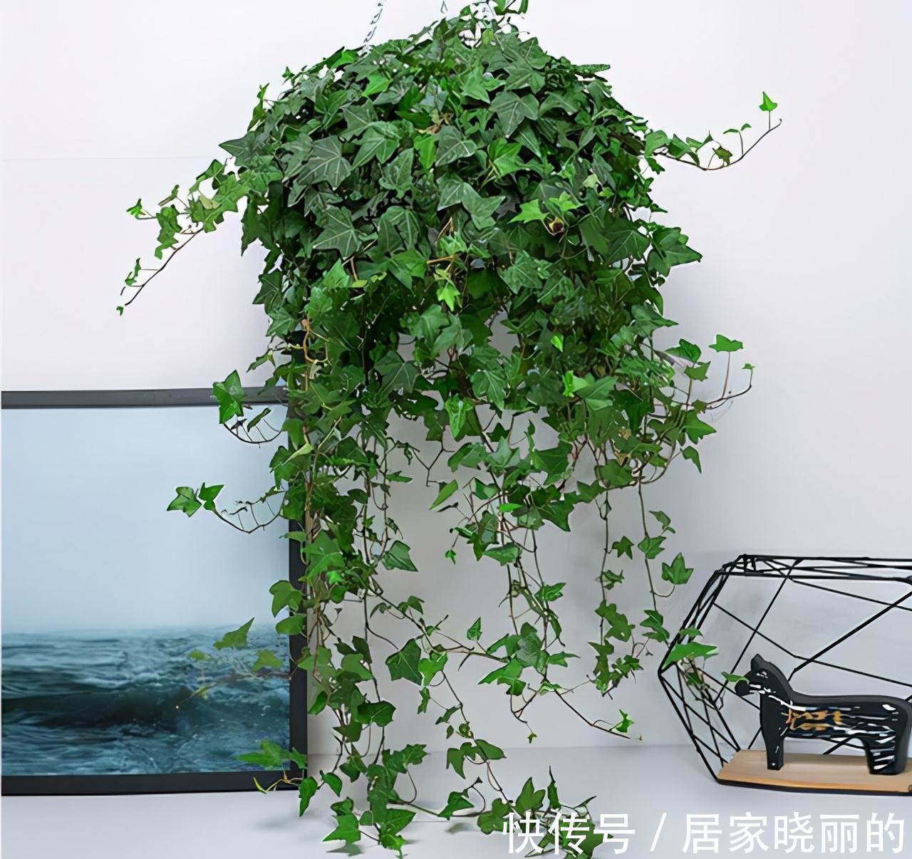 公认的“十种健康花”，建议至少养一盆，净化空气一级棒