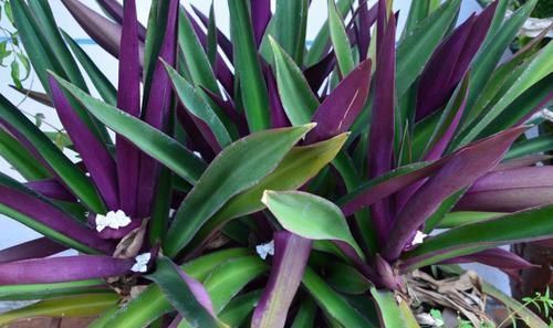 紫背|用水培扦插繁殖的紫背万年青,根长得快,养好了容易开花