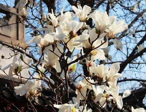 珠珠|花期正好!趵突泉畔的玉兰蜡梅绽放啦!喜气洋洋迎新春!