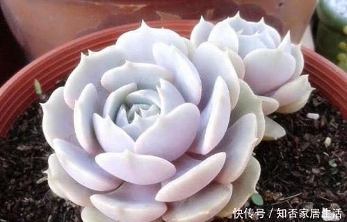 3种多肉,遇水易疯长,个头比脸大,盆都装不下!