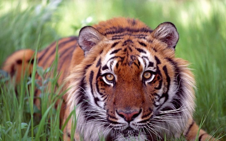 猛兽#何广位打死过两百多只猛兽,他总结出三招,让一般的野兽无处逃走