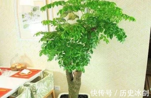 客厅养花有“讲究”,这3种树养1盆,好看又养眼,还能带来好运气