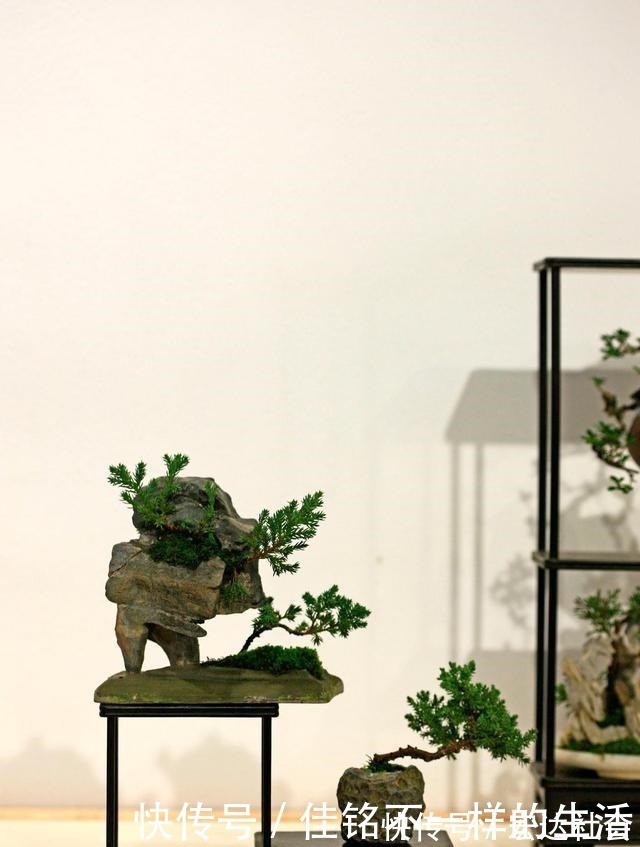 五针松“盆景”桩材,不会养护造型老师傅这就教你一招