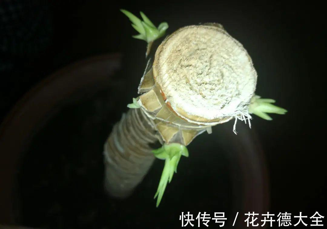 7种花,现在要砍头,冲天炮变成爆炸头
