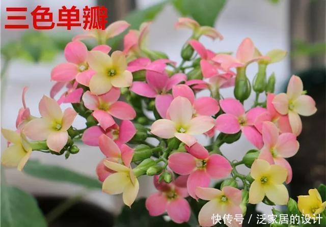 花友们，这花越养越上瘾，入坑成了品种控，家里开成花海洋