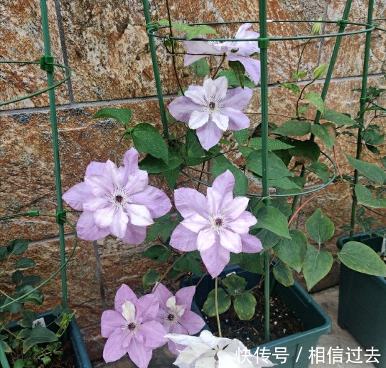 铁线莲|4种“漂亮花”，最好买小苗，2个月就开爆，比买大苗划算多啦