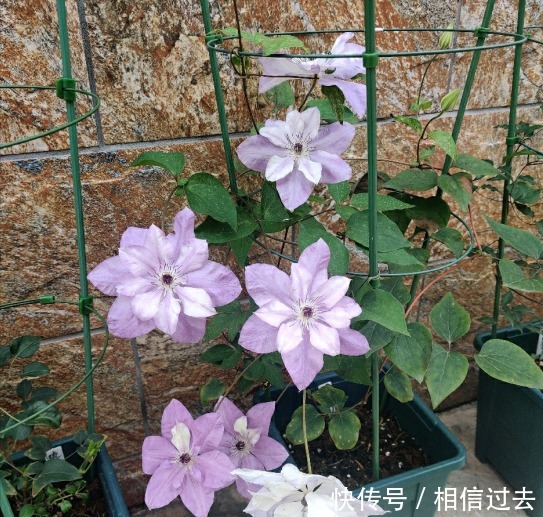 铁线莲|4种“漂亮花”,最好买小苗,2个月就开爆,比买大苗划算多啦