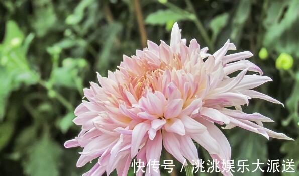 仙人|家中养菊花不妨选“雪青仙人”不但花开似“仙子”还有90天花期