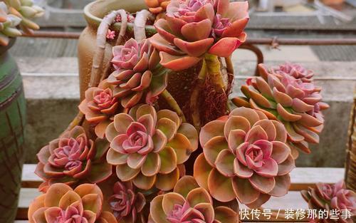 推荐5款多肉植物,养一盆甜蜜蜜,颜值高好养护,值得拥有!