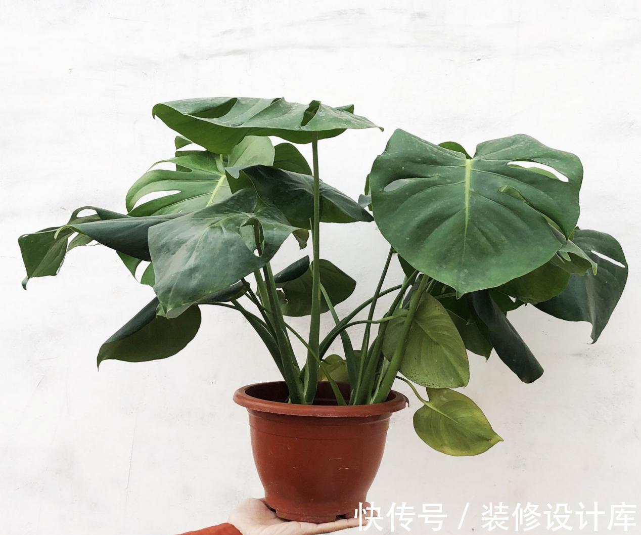 植物|浇花，用好这4种“水”，效果就像打了激素，刺激植物疯长