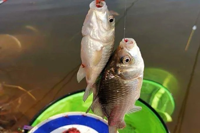 老钓鱼人:冬钓我从不将就!只要有这“六字真言”,渔获特有面子