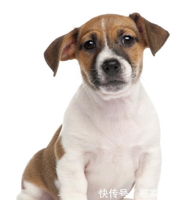 狗狗取名字带财运,招财不俗气的狗狗名字