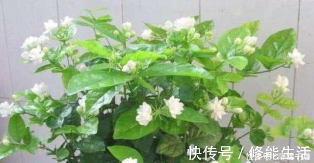 肥料|养茉莉花,多浇“2种水”,黄叶问题轻松解决,四季开花满屋香