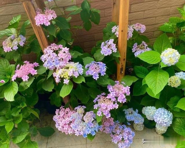 圆滚滚的绣球，瀑布般的花墙，这届花友也太会种花了吧