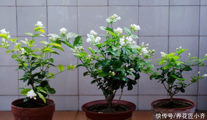 步骤|茉莉花的2种扦插方法，按步骤操作，秋季生根非常快