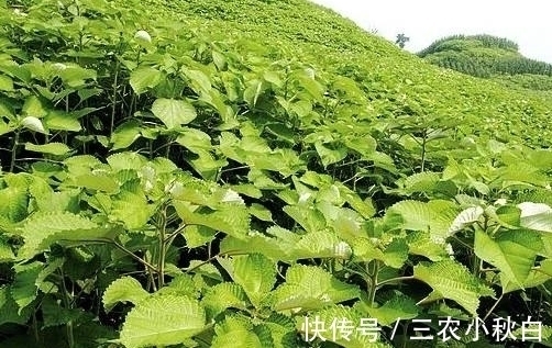 全身|农村全身是“宝”的野草,曾经被用来喂猪,殊不知价值珍贵用途多