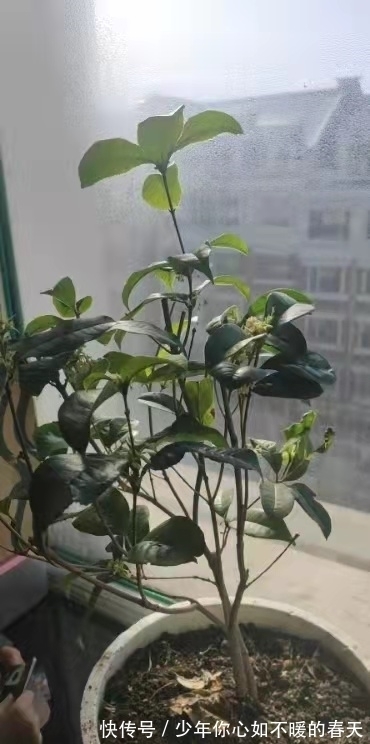 叶片|桂花叶片干尖,焦尖?问题全在这里,一步到位,叶子油绿花香十里