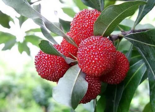 面黄肌|聪明女性抓住三伏最后5天养生，多吃3种食物，排毒养颜，祛除湿气