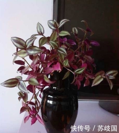 邻居家的这种盆栽,剪个枝扔进土里就能活,叶子比花朵还好看