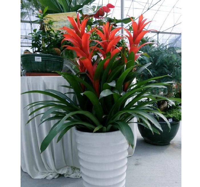 五种“旺宅花”,适合养客厅,一种比一种好养,一个比一个好看