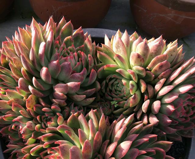 多肉越长越丑，长成了独杆，枝条还变色，怎么处理好两个方法