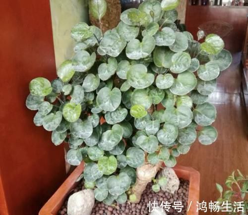 寓意|独特的“三种花”,过年时养2盆,寓意招财、旺运,枝叶好看!