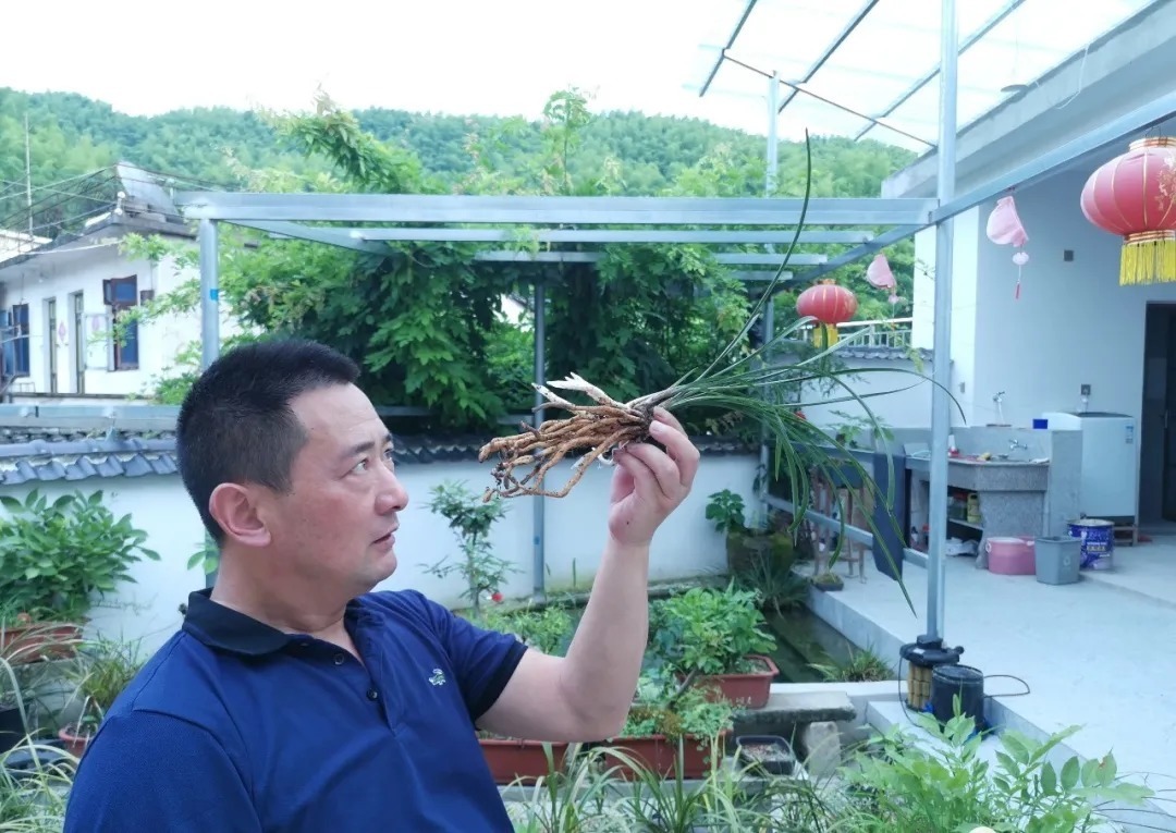 植料|多菌灵浇根,可以防止和治疗兰花烂根吗?兰友常常这样做