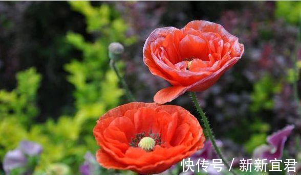 矢车菊|聪明人都养4种花,财源滚滚来,招财又开运,你养了吗?