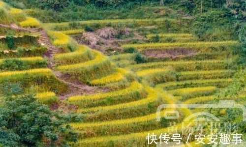 遂川|江西地貌以山地为主的县，有处梯田景观5000余亩，如今成4A级景区