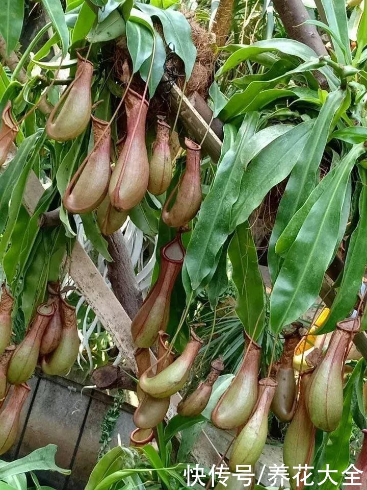 这种花能吃虫子？家里养了一盆，蚊虫全都不见了