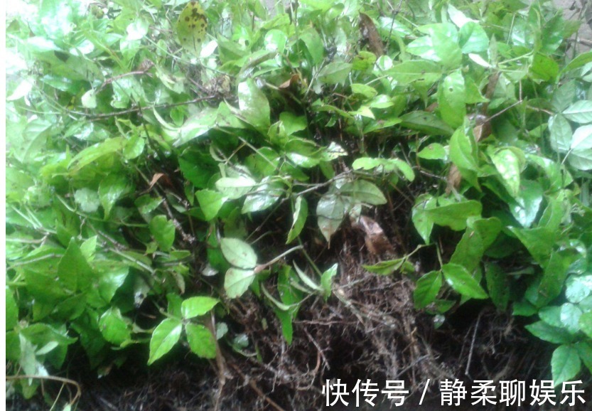 食用价值|农村有一种“会跑”的草,老人们称为“抗癌神药”如今一斤300元