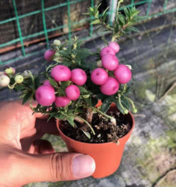 一株可结果100个,这种“观果”小盆栽,颜色艳丽,果多压断枝