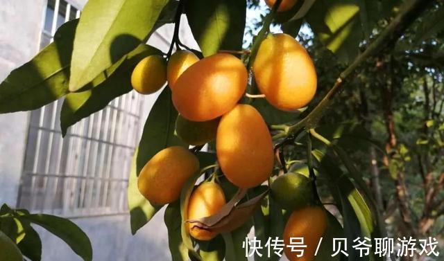 这些“年宵花”,现在开始养,过年就开花,红红火火,吉利喜庆