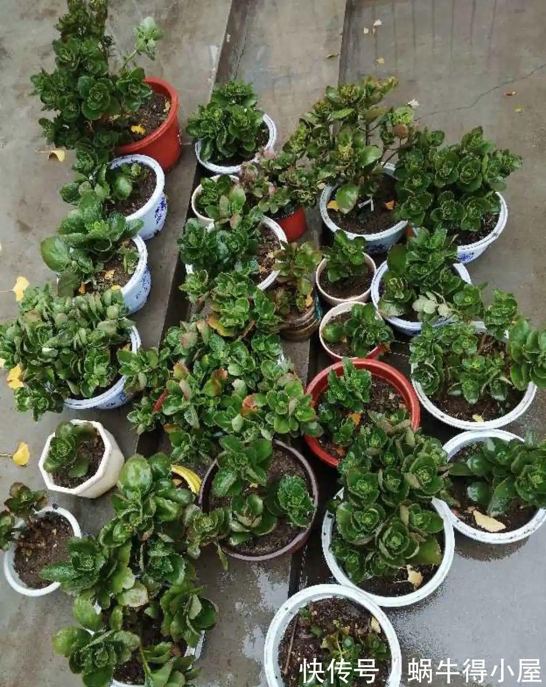 花苞|初秋8种花不能剪，轻则不开花，严重可能剩空盆