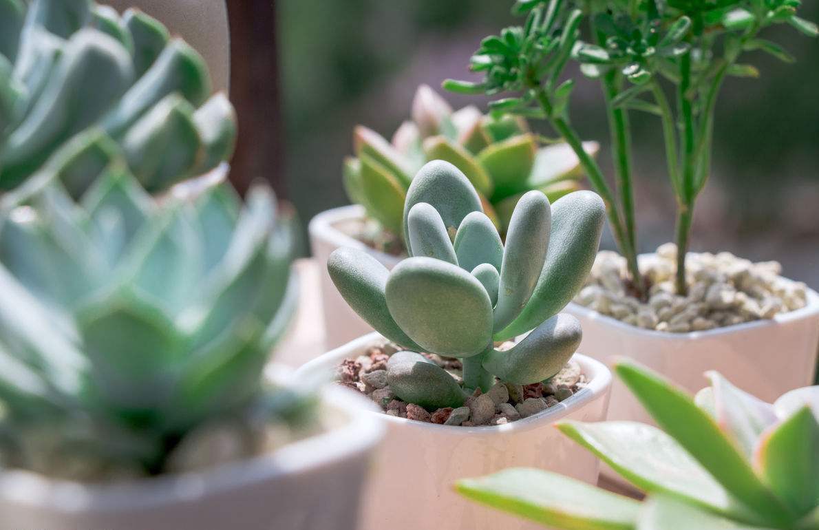 多肉植物长不大就是因为这3点原因,以后可一定要注意喽!