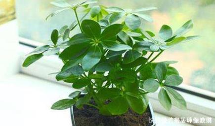 这些花卉很常见,养好了很好看,青葱翠绿,枝繁叶茂