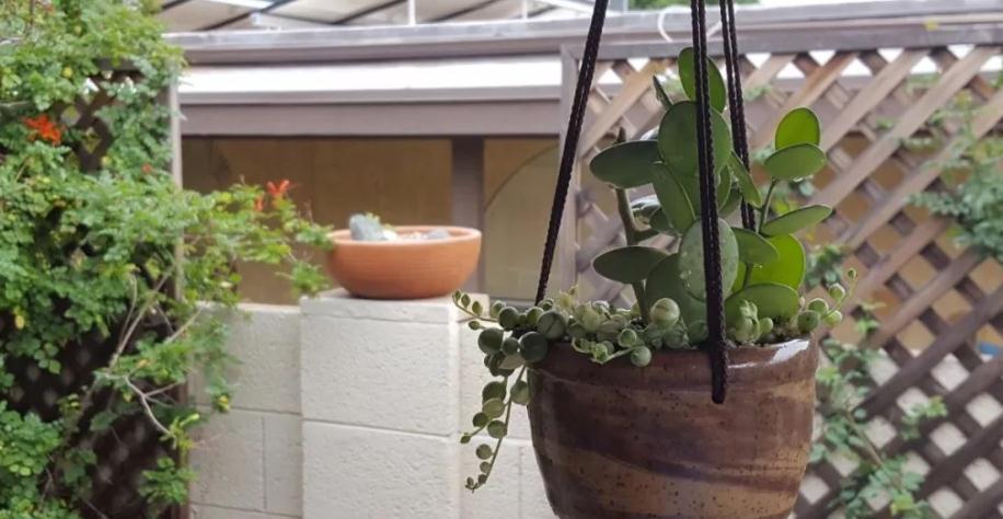 入冬前养多肉，弄懂4个问题，茎叶肥嘟嘟惹人爱