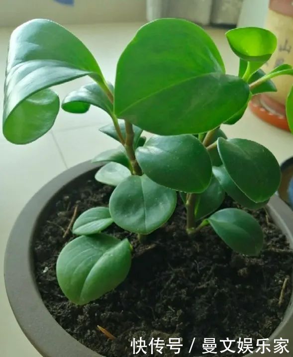 蟹爪兰|6种花，就得“穷着养”，花盆越小，长势越喜人！