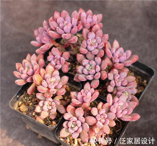 想要多肉蜕变成老桩?教你一招,小苗也能养成爆出“5个头”