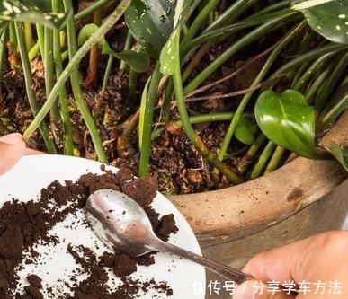 养花施肥,这“4大禁区”莫入,不然适得其反,啥花都会烂根黄叶!