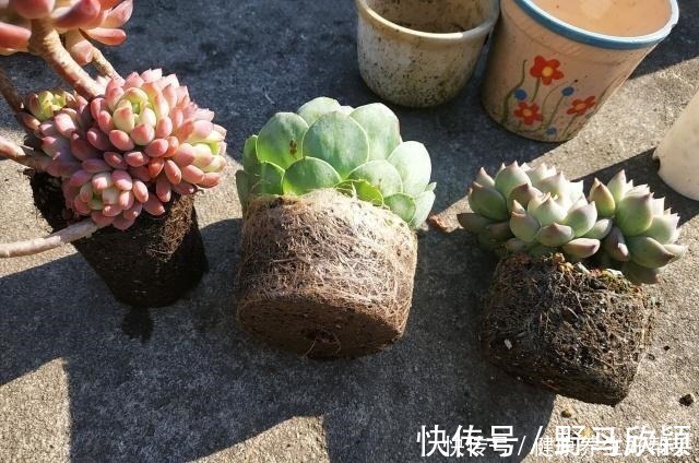 板结|多肉植物遇到这8种情况，需要翻盆换土，最后一种考验养功！