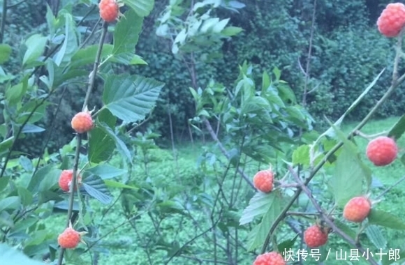 ?|教给你怎样分清这两种植物!你们小时候有没有认错过?