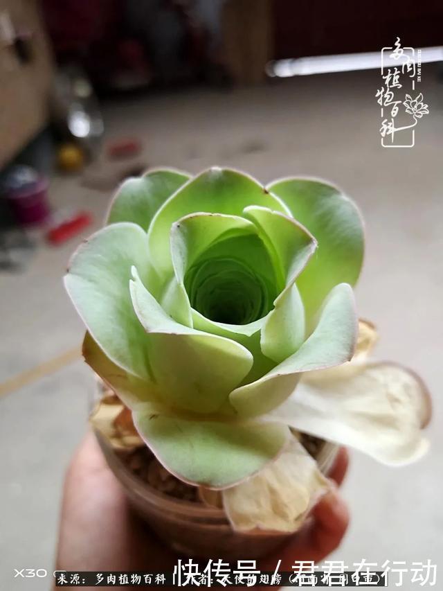 唯有植物,我的人生才不孤独!