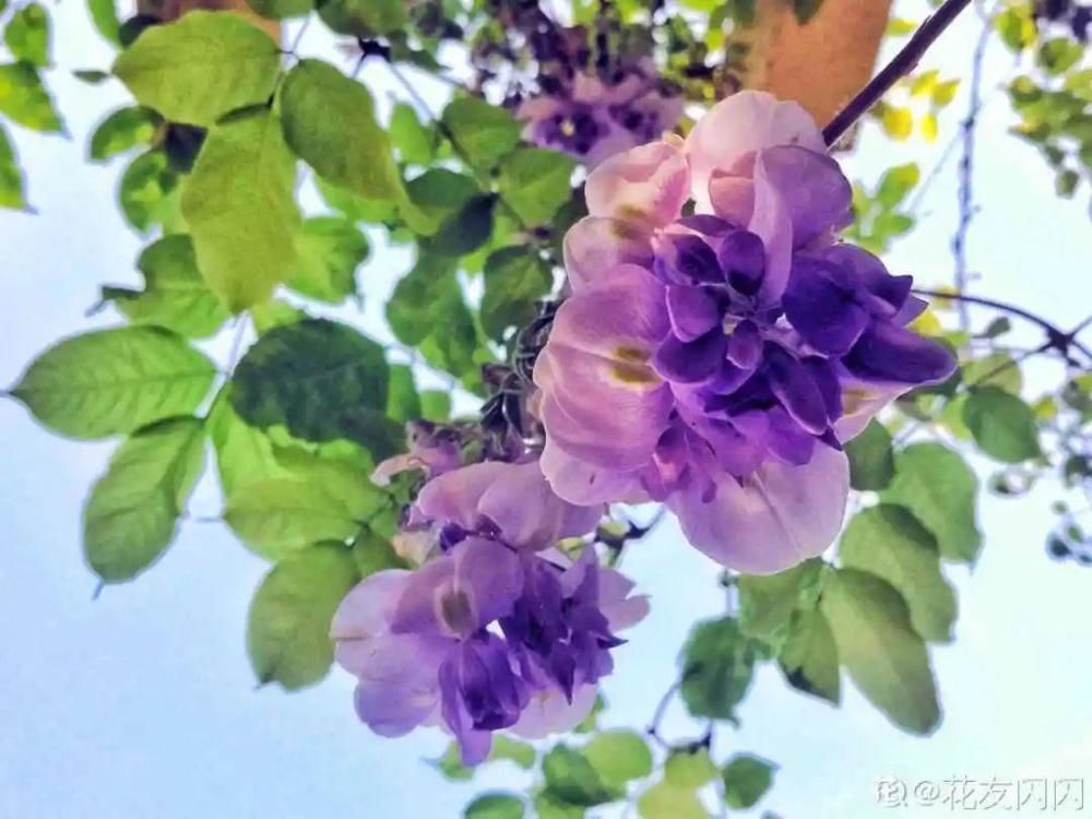 休眠|9种花,必须低温春化,冻满1个月以上才行!