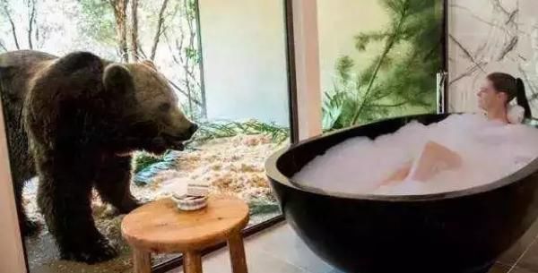 澳大利亚最有野性的酒店，狮子老虎陪你就餐，睡觉时会有鲸鱼游过