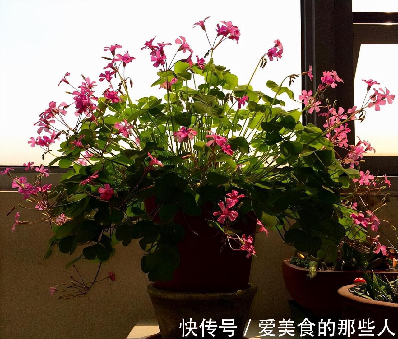 冬至前养1盆这农村野草，雅致秀美、开花旺盛情怀满满