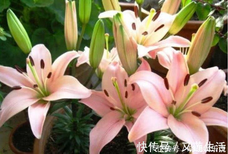 百合花|家里阳台养此款花，新手也能养爆盆，绚丽多彩，沁人心脾