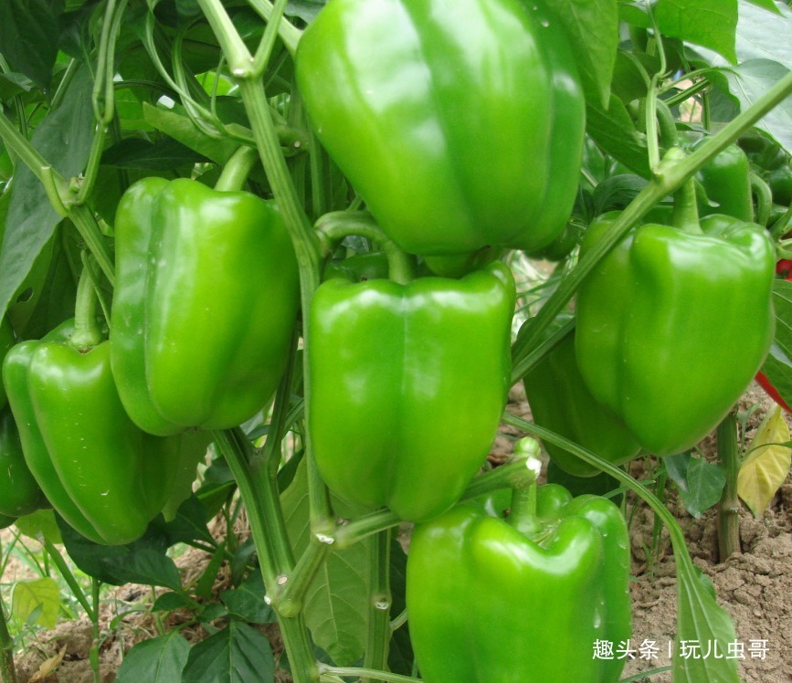 施肥|甜椒明目健胃,好看又好吃,掌握四点,种出高品质的甜椒来!